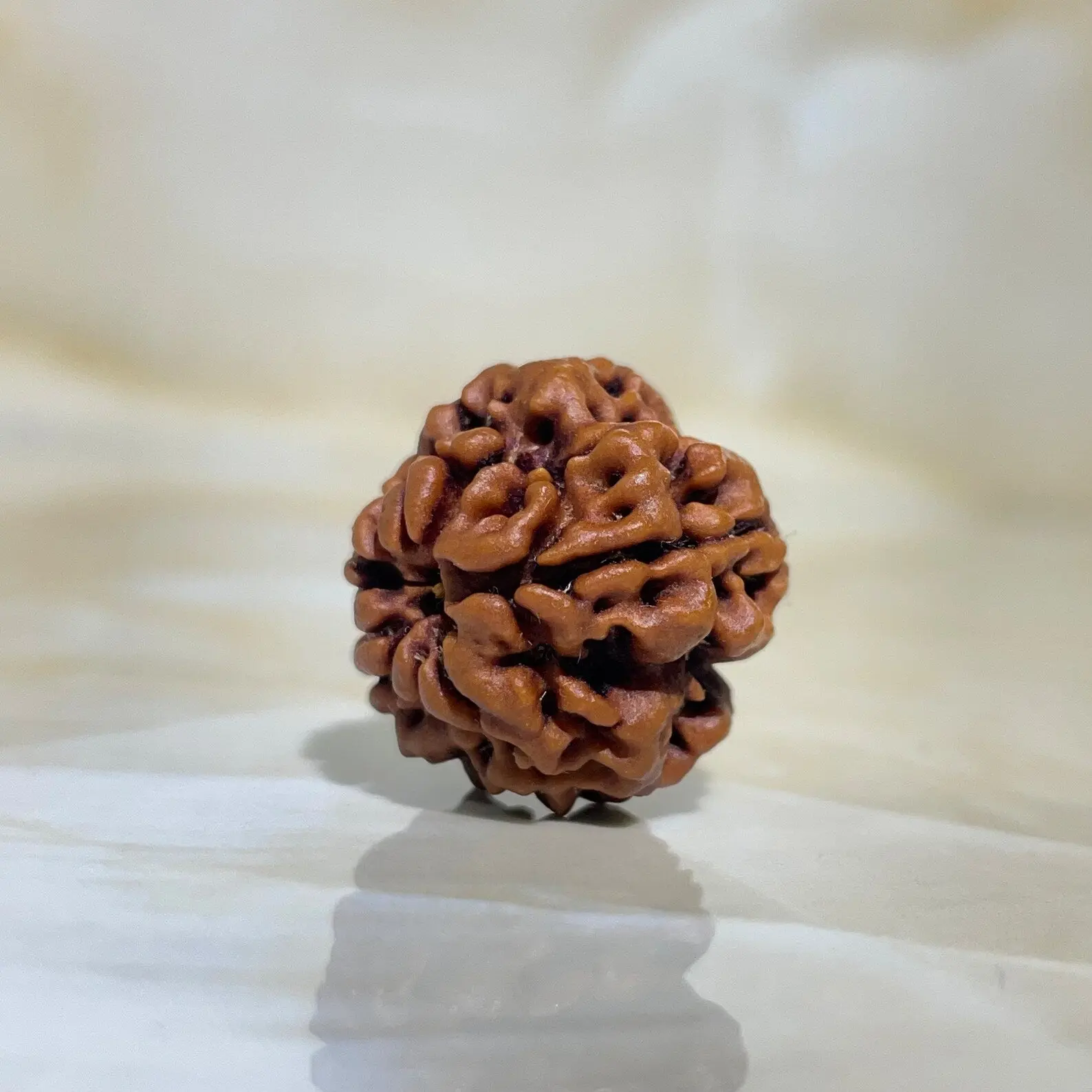 1 Mukhi Rudraksha (рдПрдХ рдореБрдЦреА рд░реБрджреНрд░рд╛рдХреНрд╖) - Image 4