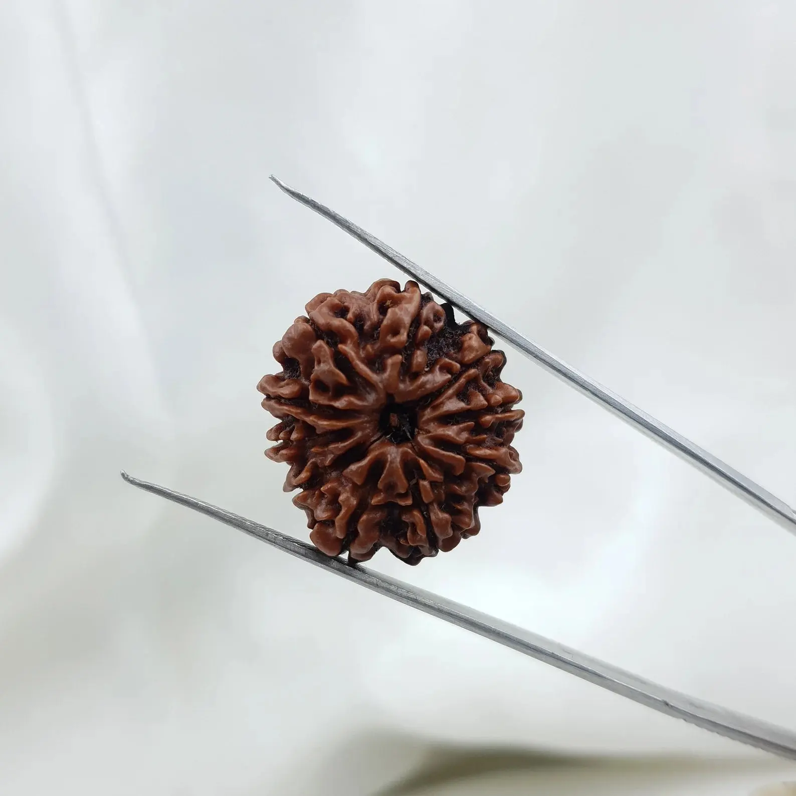 10 Mukhi Rudraksha (दस मुखी रुद्राक्ष ) - Image 4
