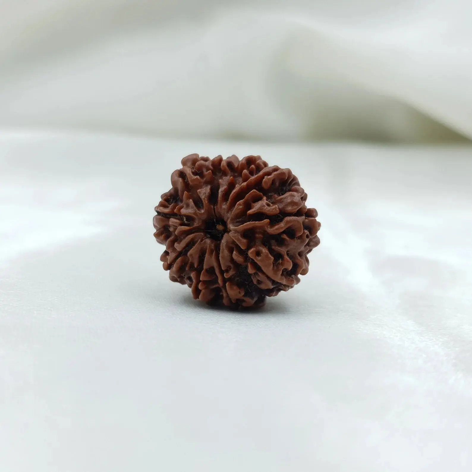 10 Mukhi Rudraksha (दस मुखी रुद्राक्ष ) - Image 6
