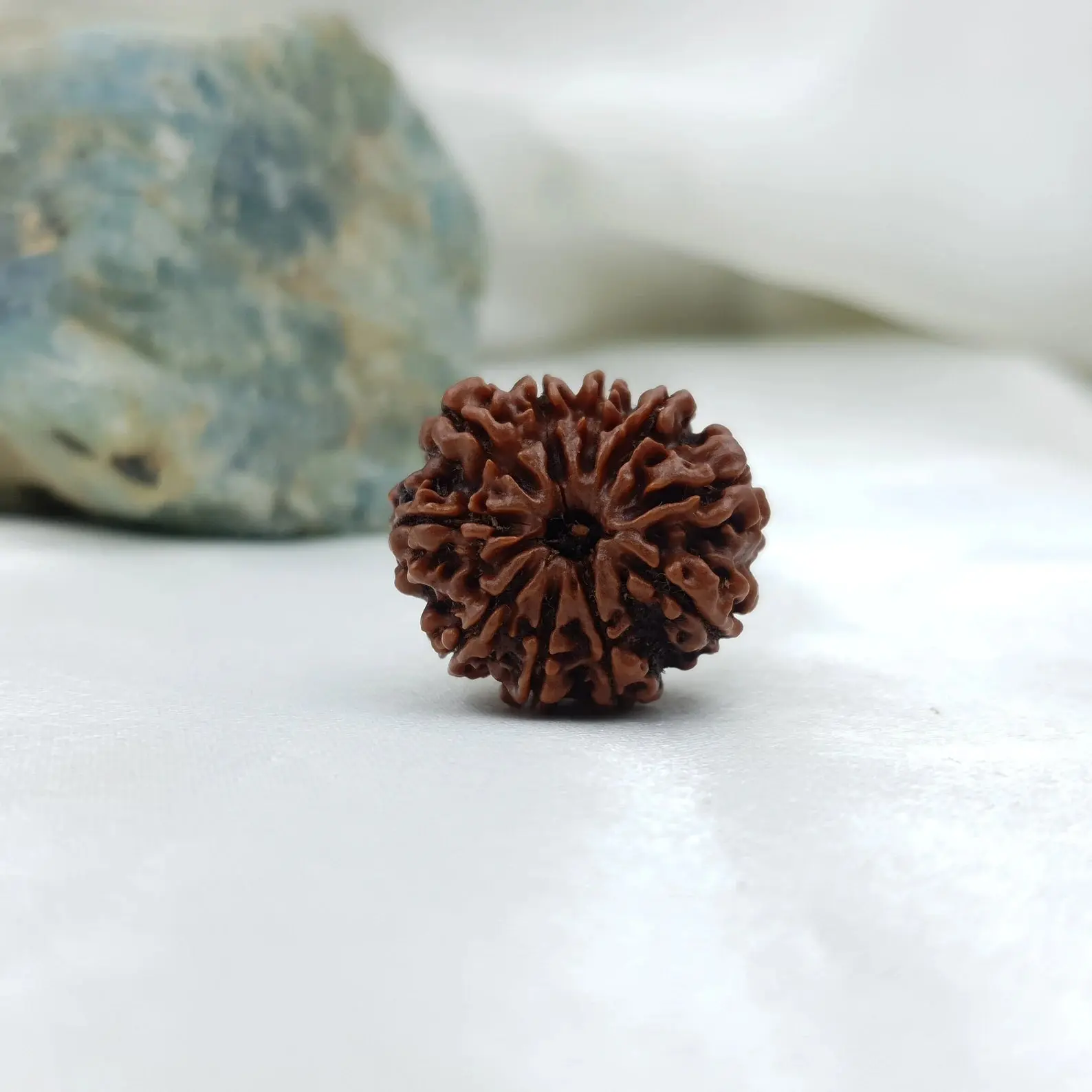 10 Mukhi Rudraksha (दस मुखी रुद्राक्ष ) - Image 7