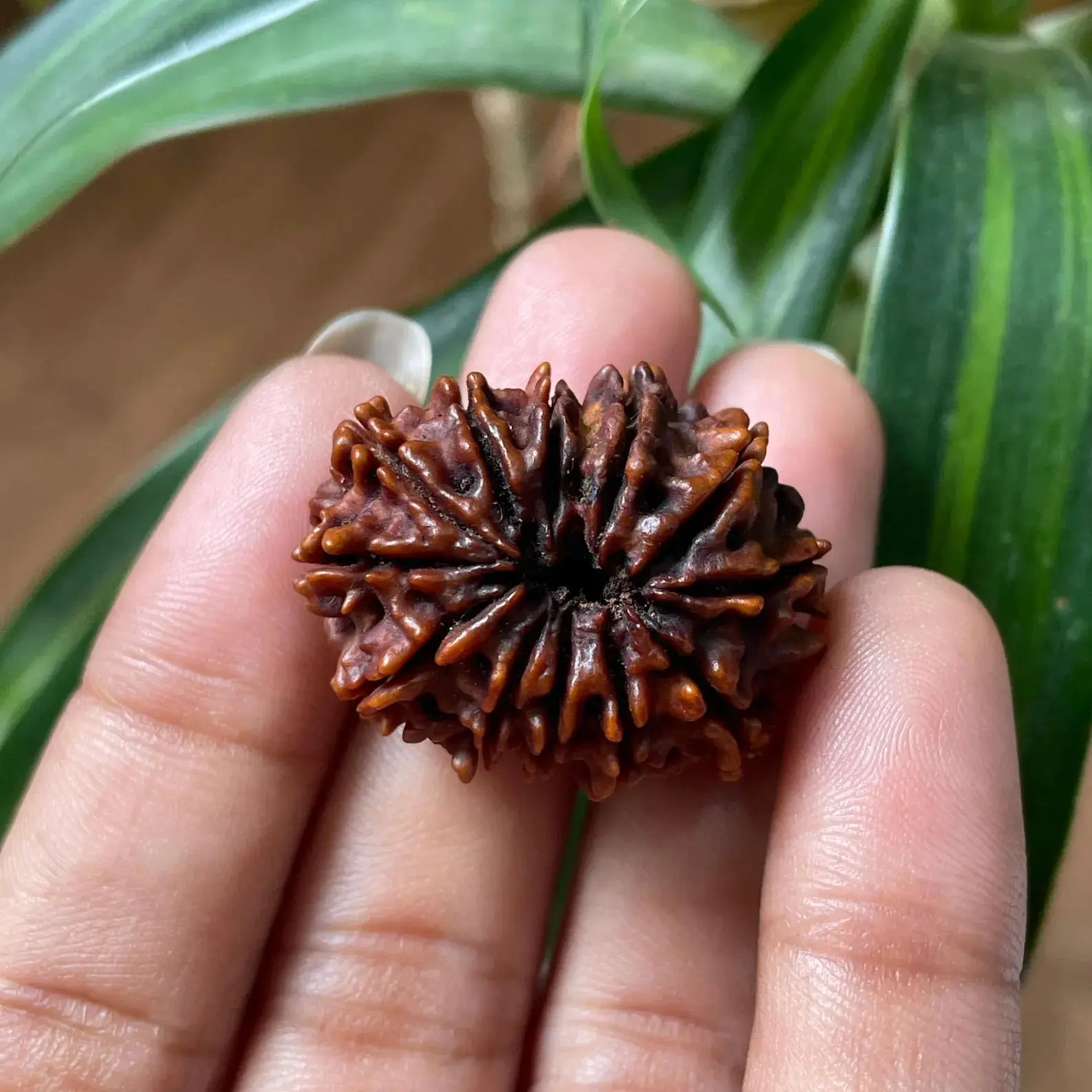 12 Mukhi Rudraksha (बारह मुखी रुद्राक्ष) - Image 10