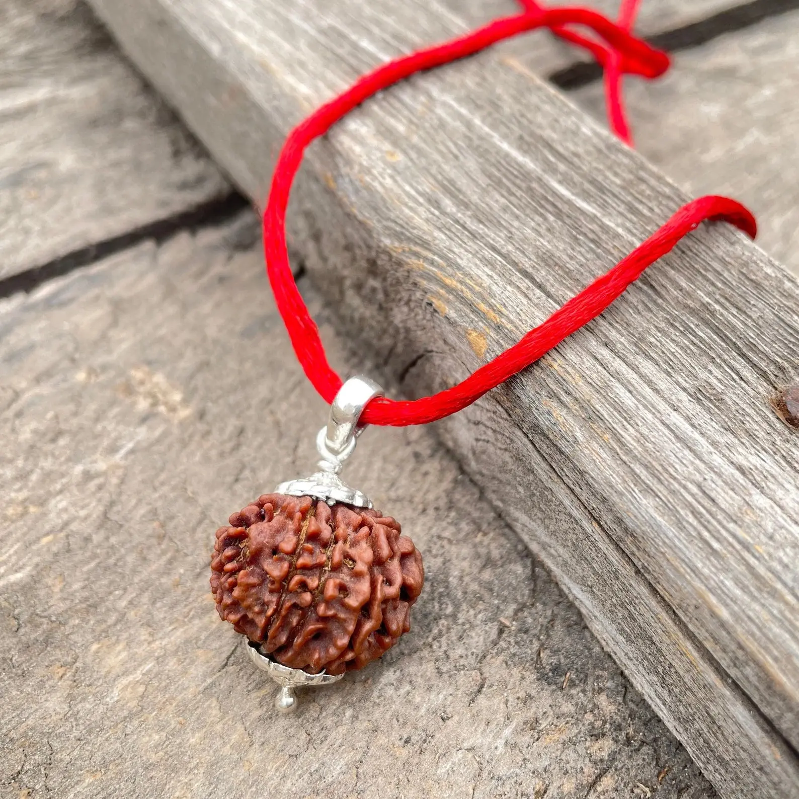 12 Mukhi Rudraksha (बारह मुखी रुद्राक्ष) - Image 11
