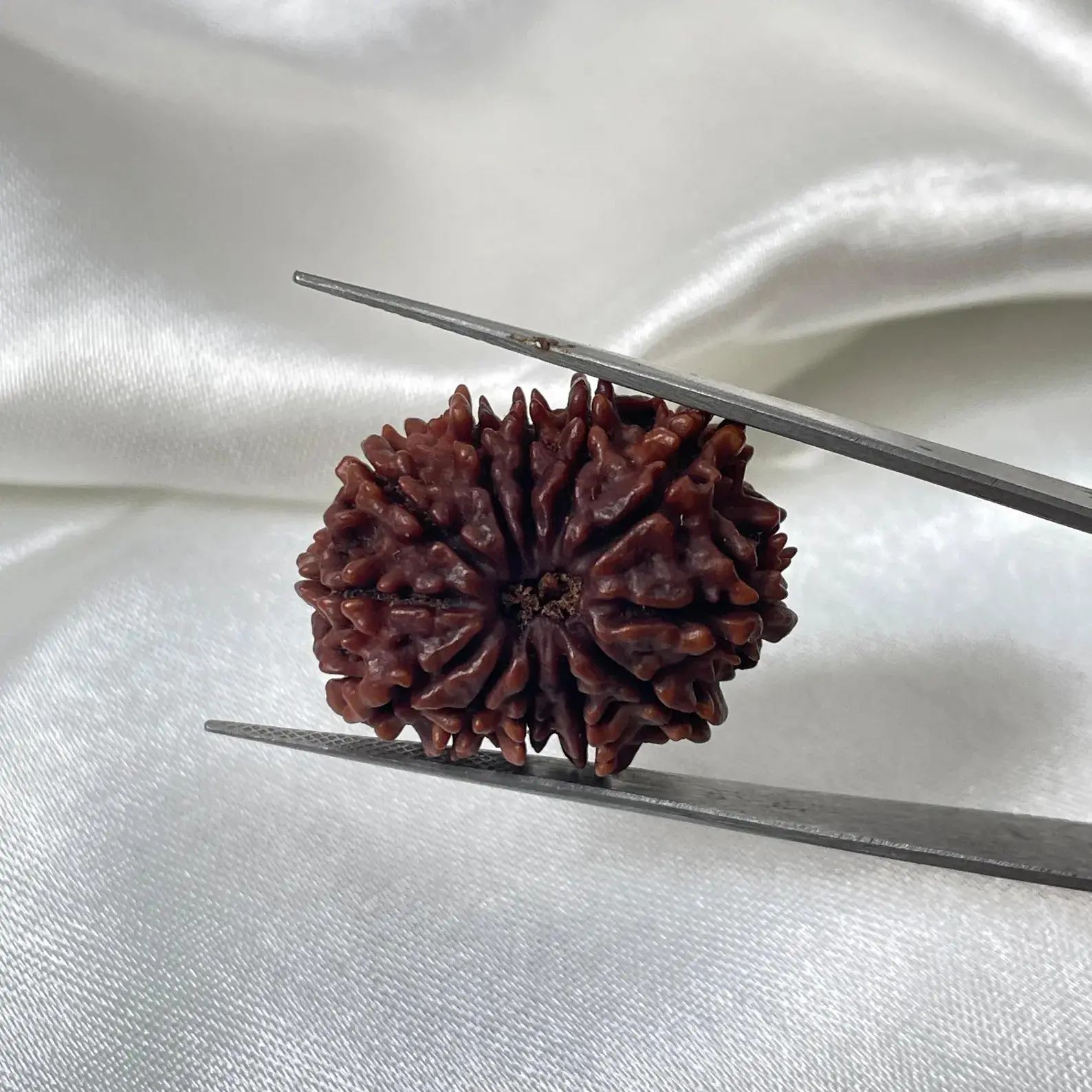 12 Mukhi Rudraksha (बारह मुखी रुद्राक्ष) - Image 3