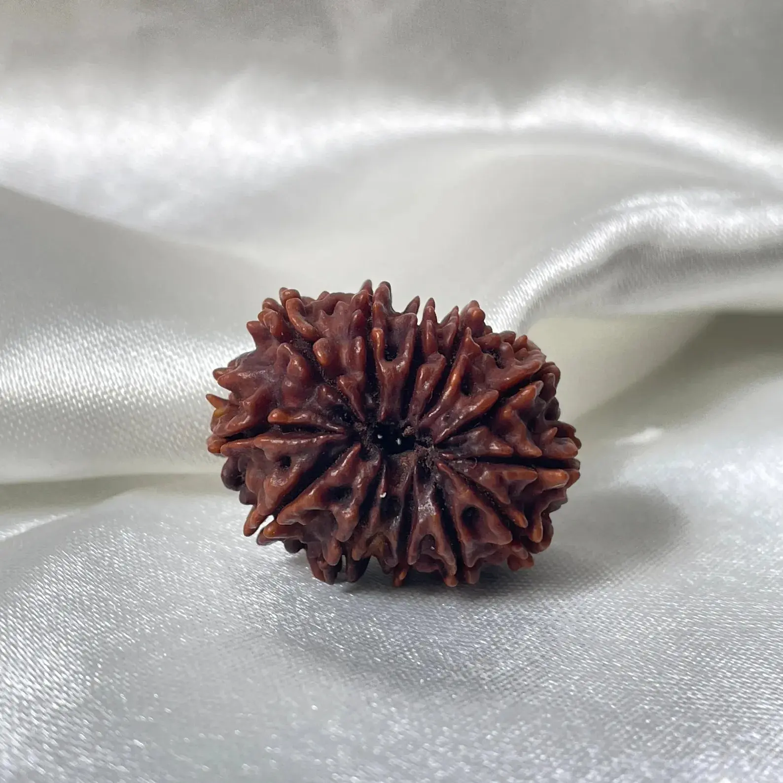 12 Mukhi Rudraksha (बारह मुखी रुद्राक्ष) - Image 4