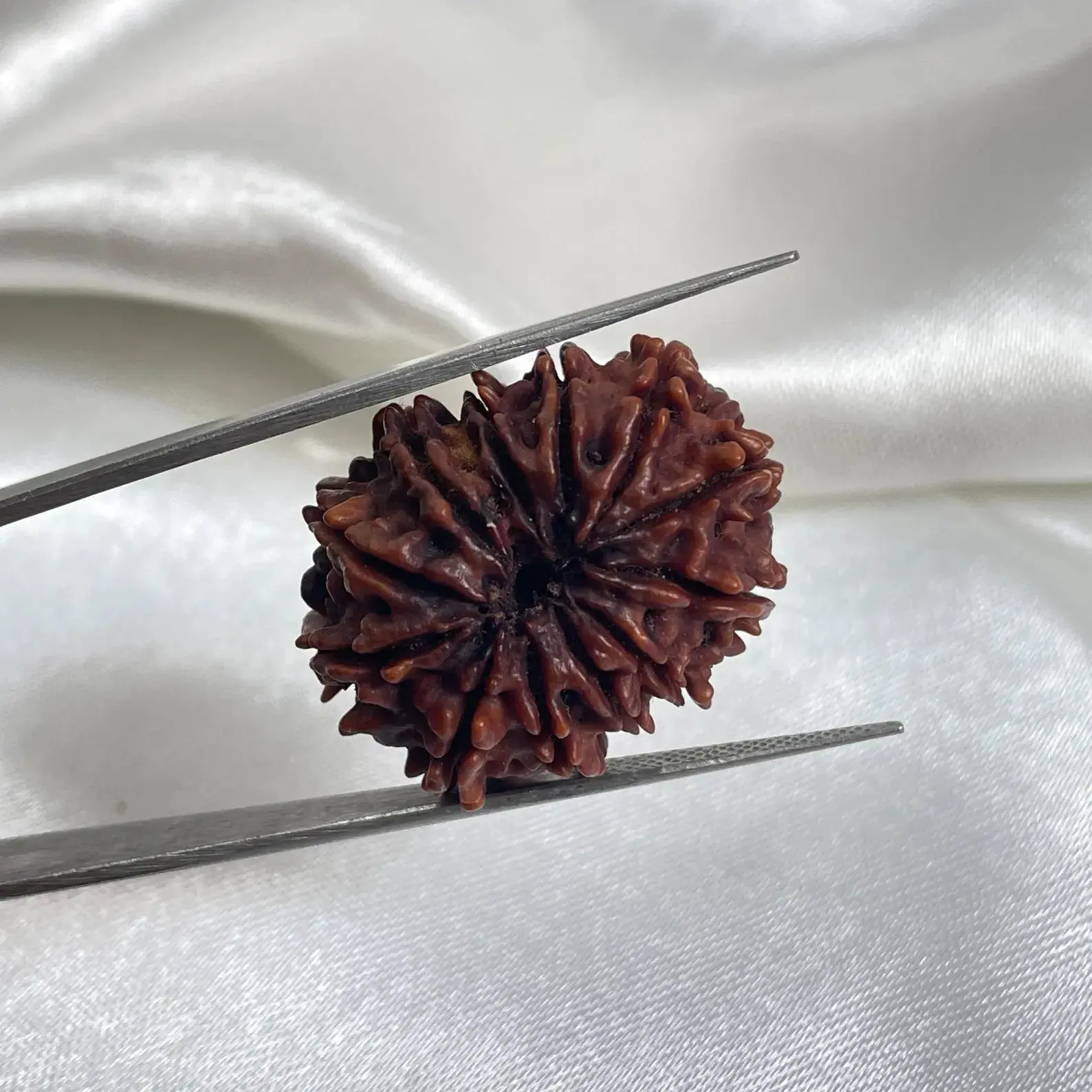 12 Mukhi Rudraksha (बारह मुखी रुद्राक्ष) - Image 5