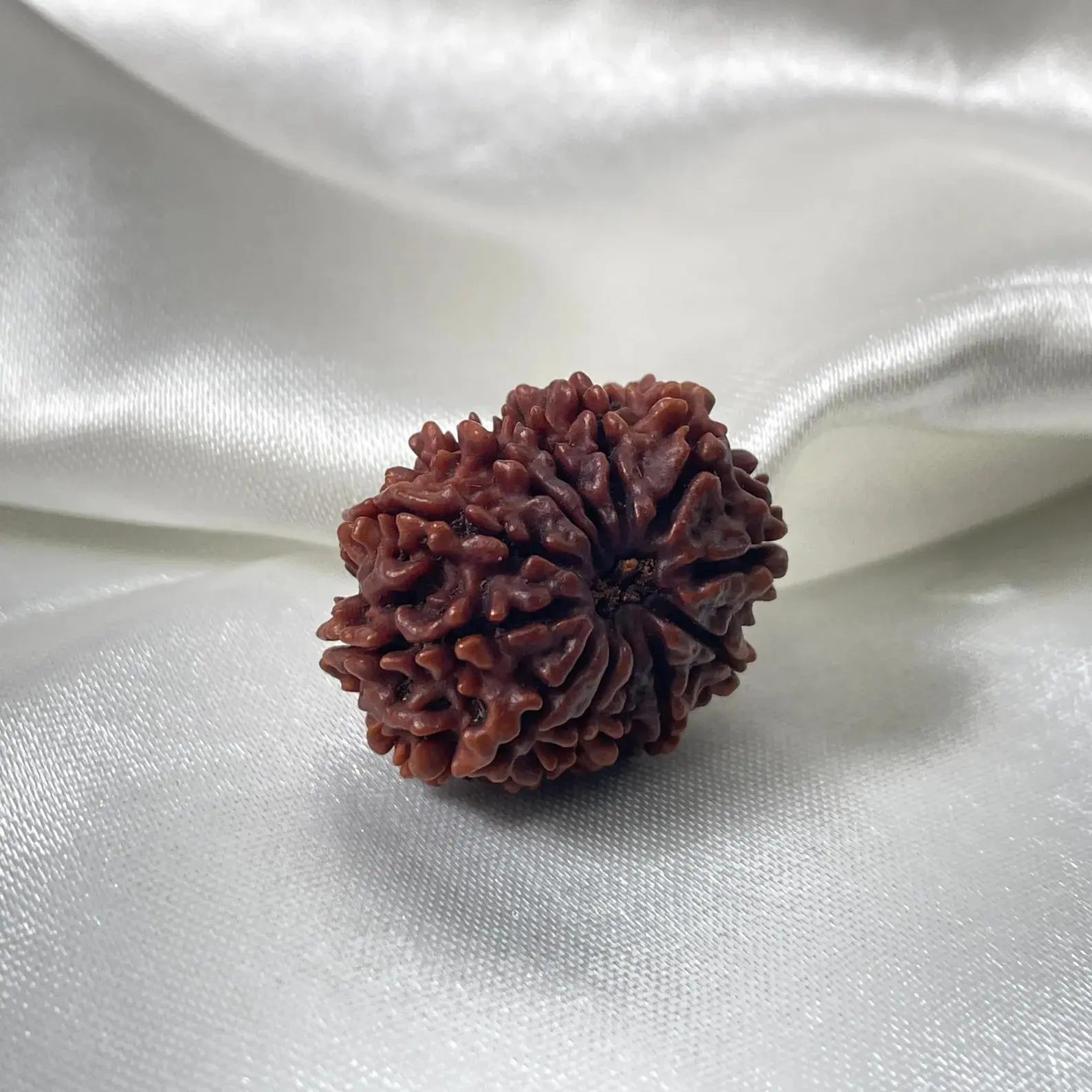 12 Mukhi Rudraksha (बारह मुखी रुद्राक्ष) - Image 6