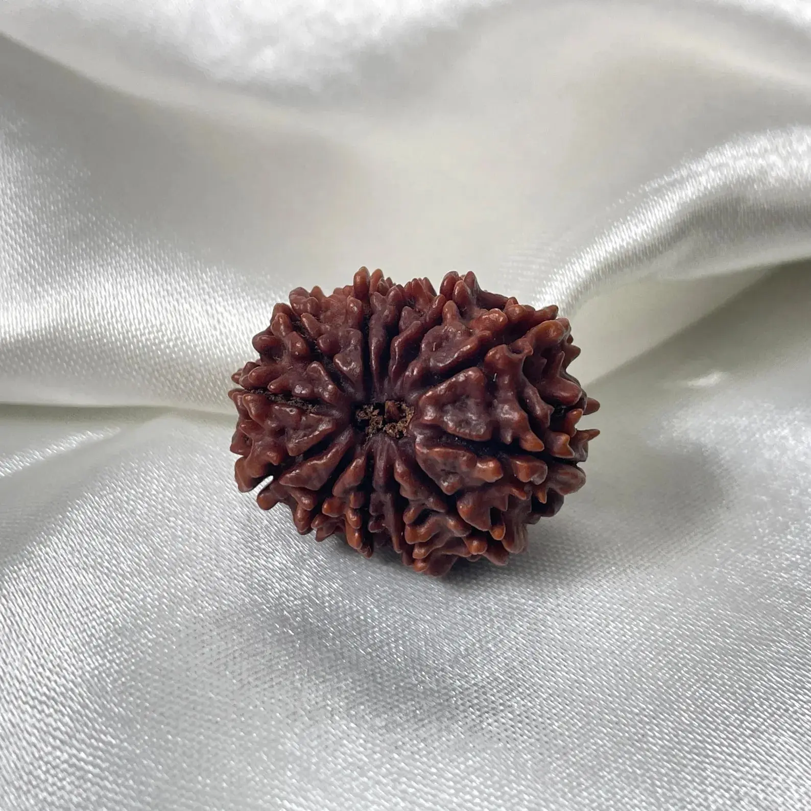 12 Mukhi Rudraksha (बारह मुखी रुद्राक्ष) - Image 7