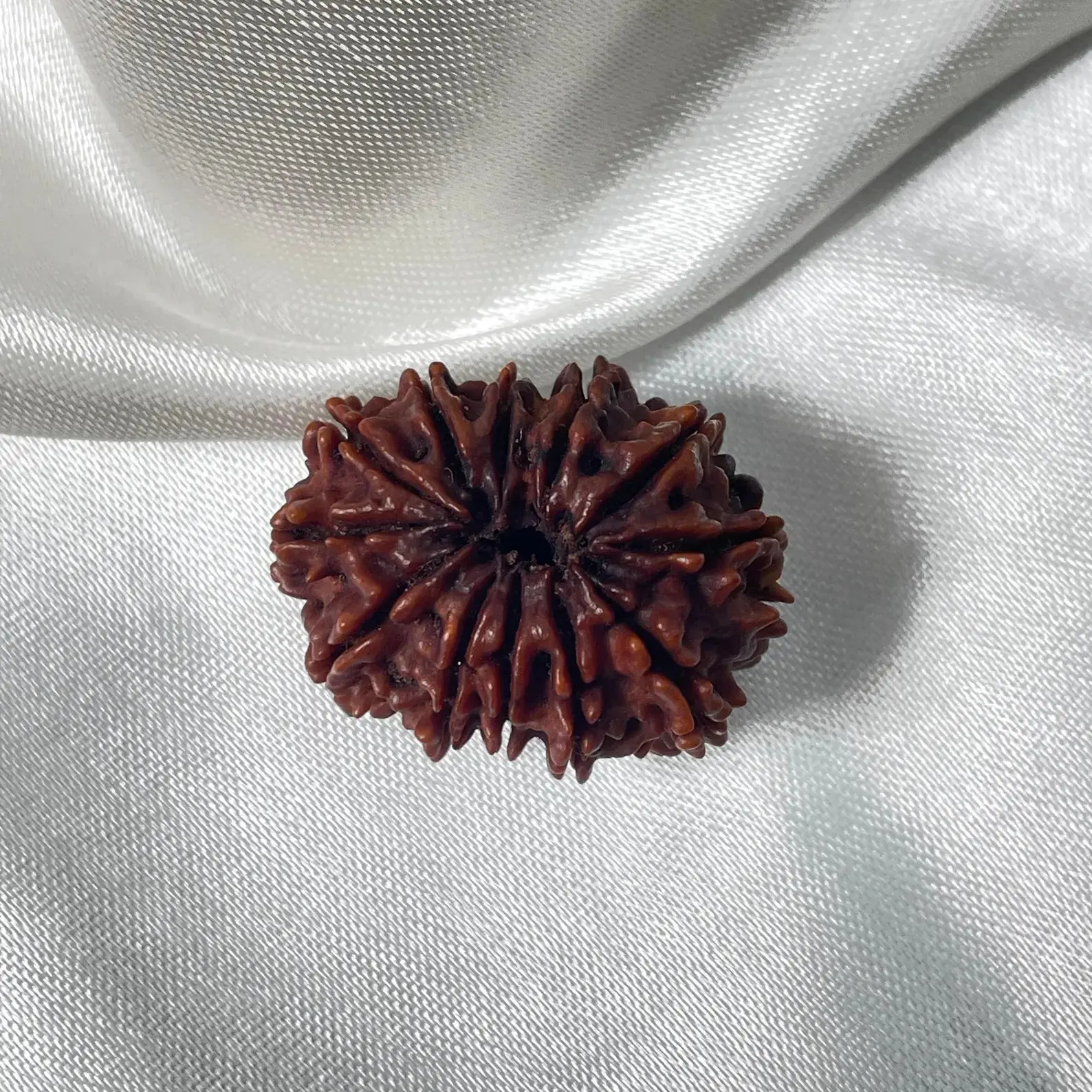 12 Mukhi Rudraksha (बारह मुखी रुद्राक्ष) - Image 8