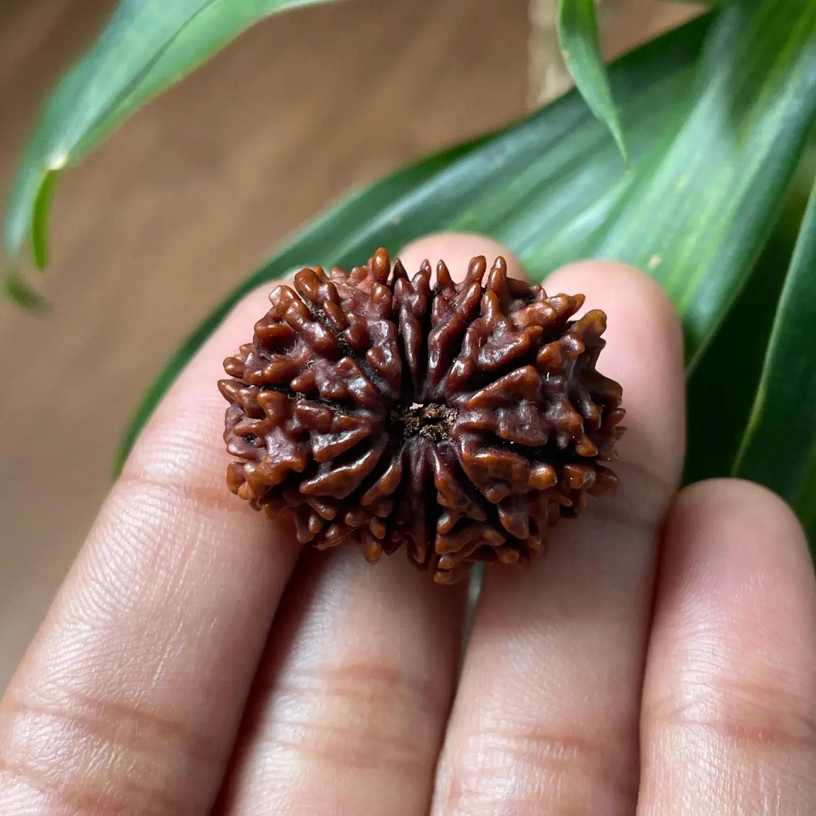 12 Mukhi Rudraksha (बारह मुखी रुद्राक्ष) - Image 9