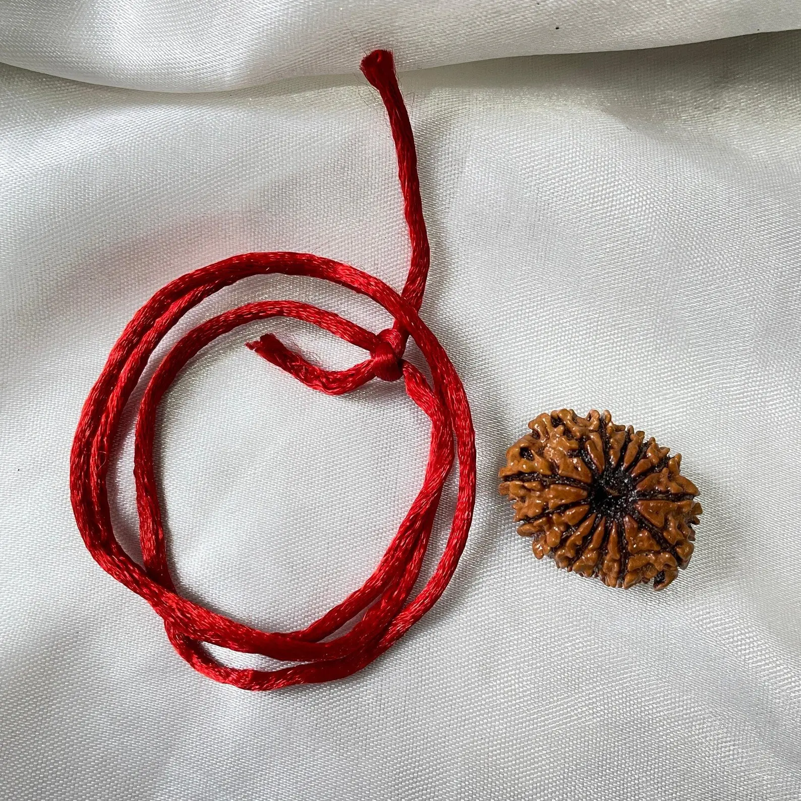 13 MUKHI RUDRAKSHA CERTIFIED NEPALI (तेरह मुखी रुद्राक्ष) - Image 3