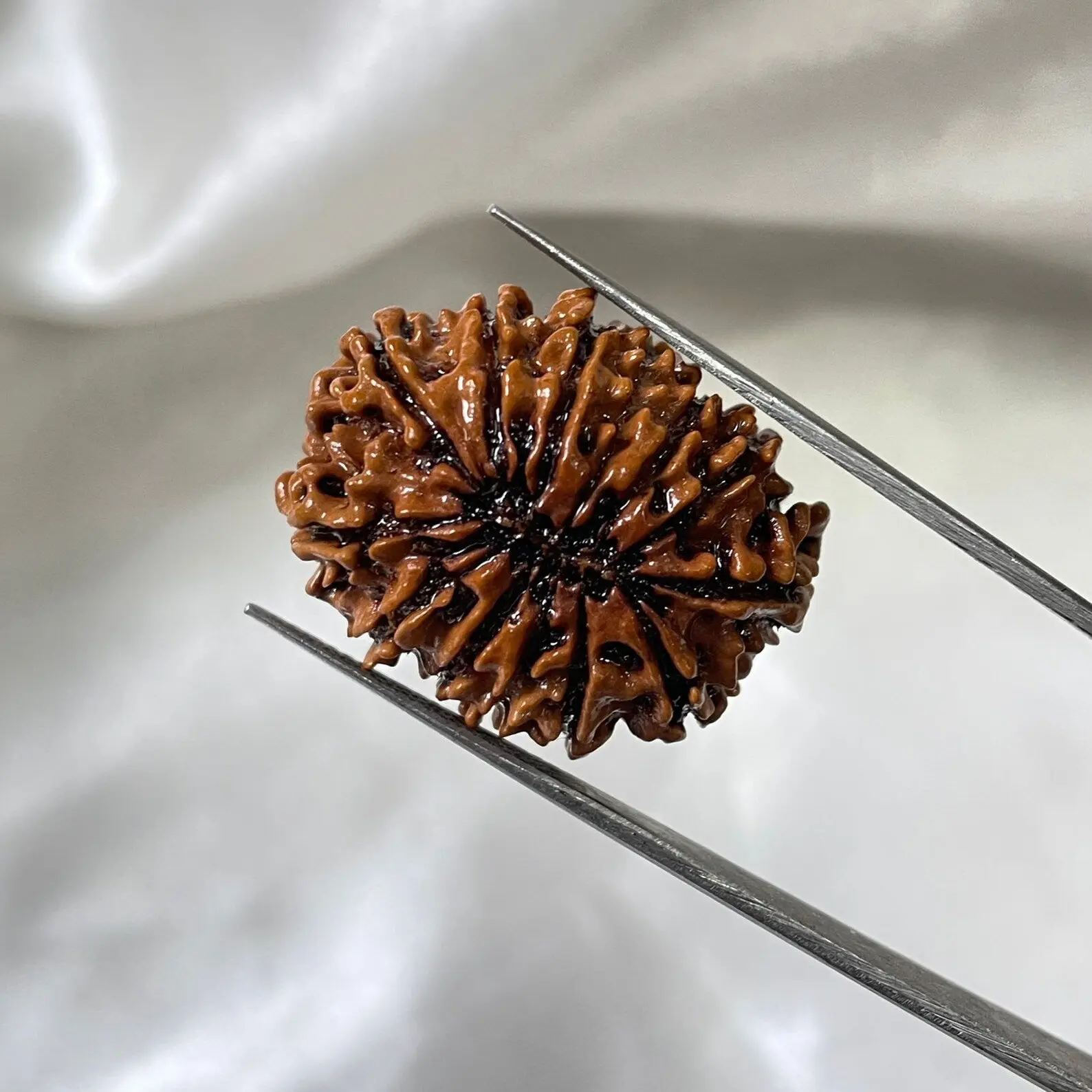 13 MUKHI RUDRAKSHA CERTIFIED NEPALI (तेरह मुखी रुद्राक्ष) - Image 4