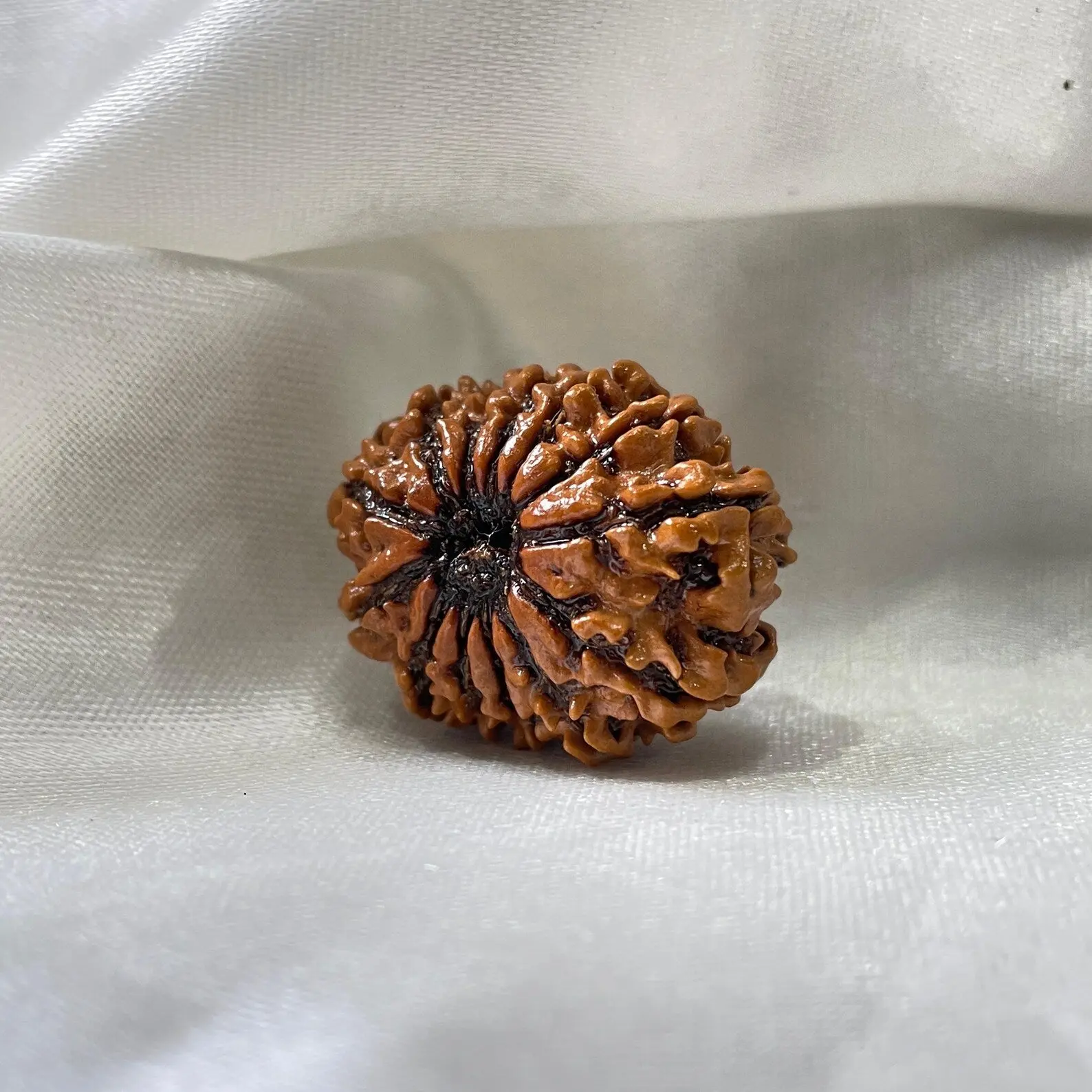 13 MUKHI RUDRAKSHA CERTIFIED NEPALI (तेरह मुखी रुद्राक्ष) - Image 5