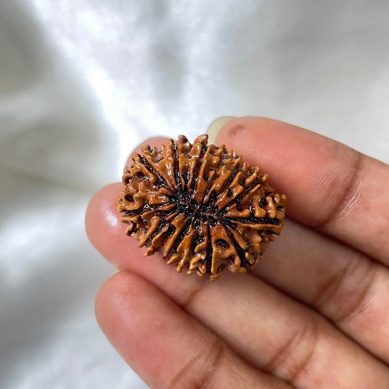 13 MUKHI RUDRAKSHA CERTIFIED NEPALI (तेरह मुखी रुद्राक्ष) - Image 6