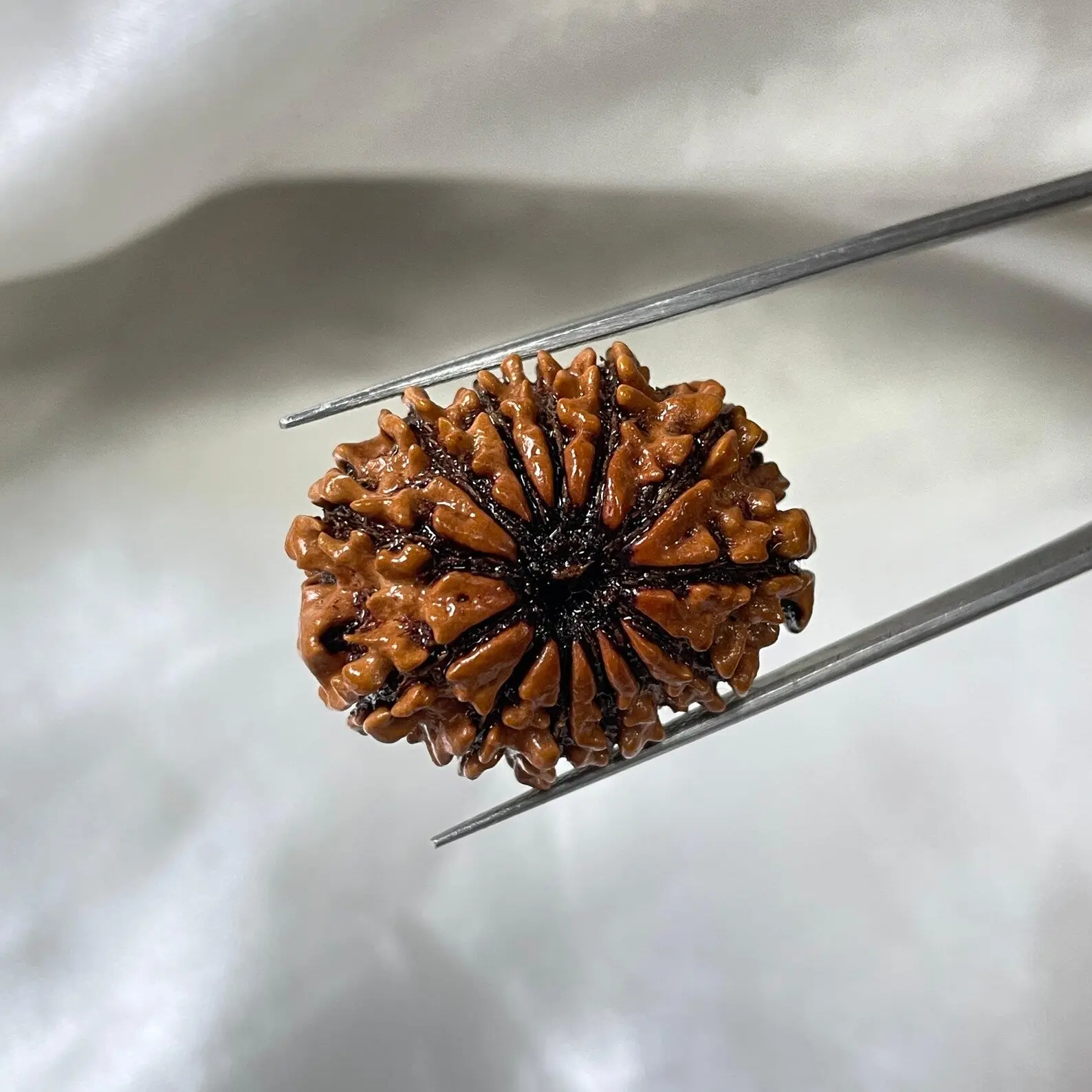 13 MUKHI RUDRAKSHA CERTIFIED NEPALI (तेरह मुखी रुद्राक्ष) - Image 8