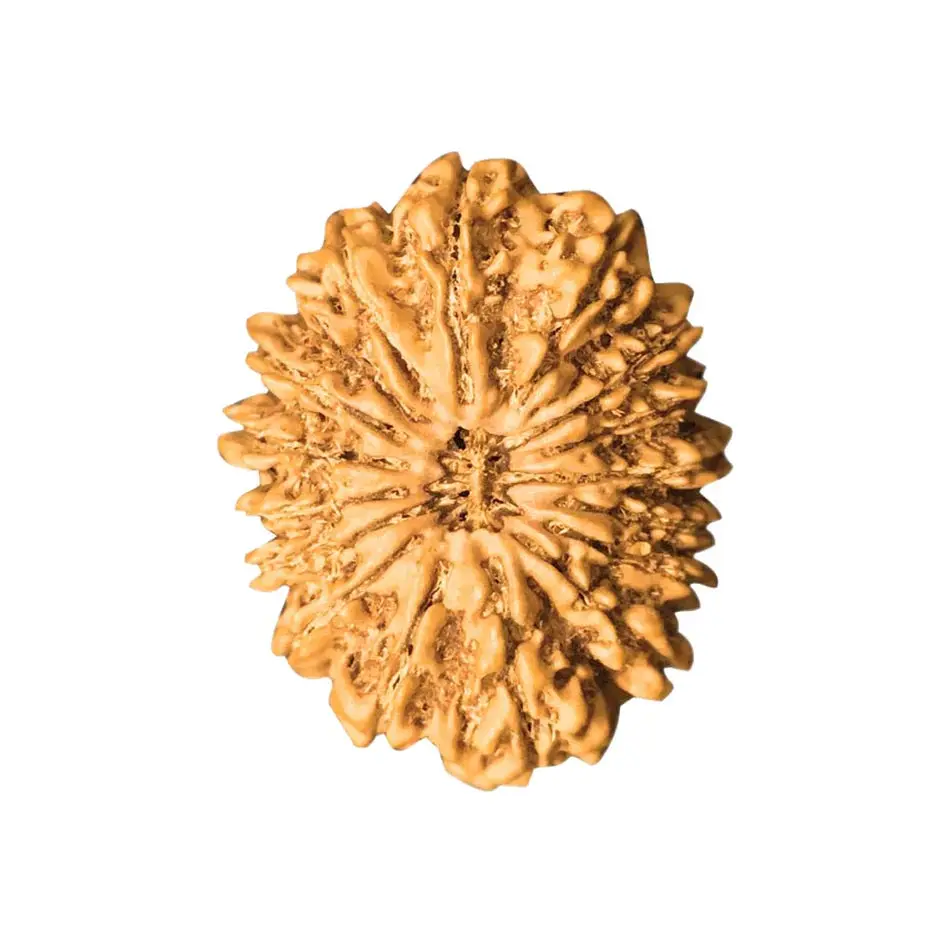 Original 20 Mukhi Nepali Rudraksha | Rare Brahma Rudraksha for Success & Protection - Image 3