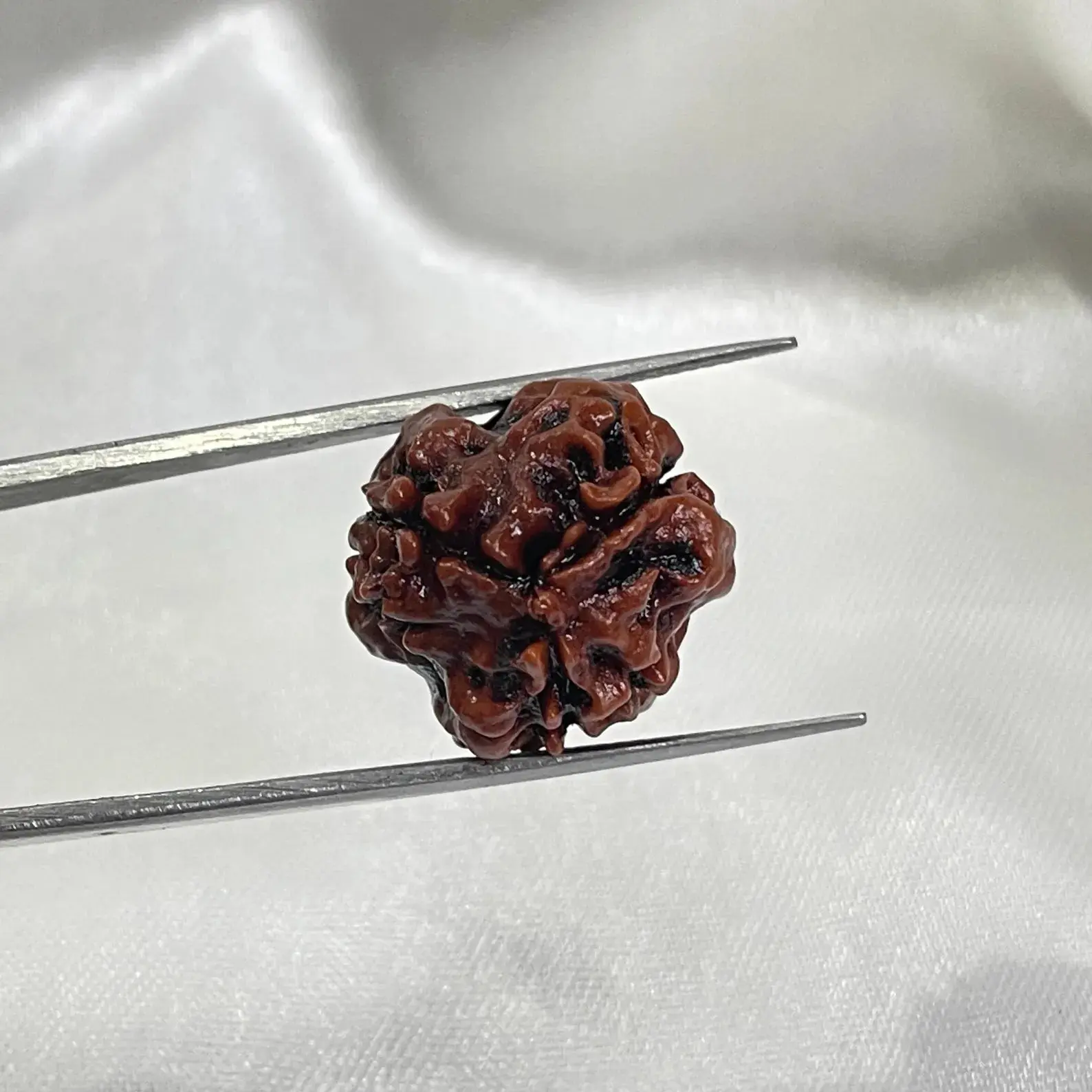 3 Mukhi Rudraksha (рддреАрди рдореБрдЦреА рд░реБрджреНрд░рд╛рдХреНрд╖) - Image 3
