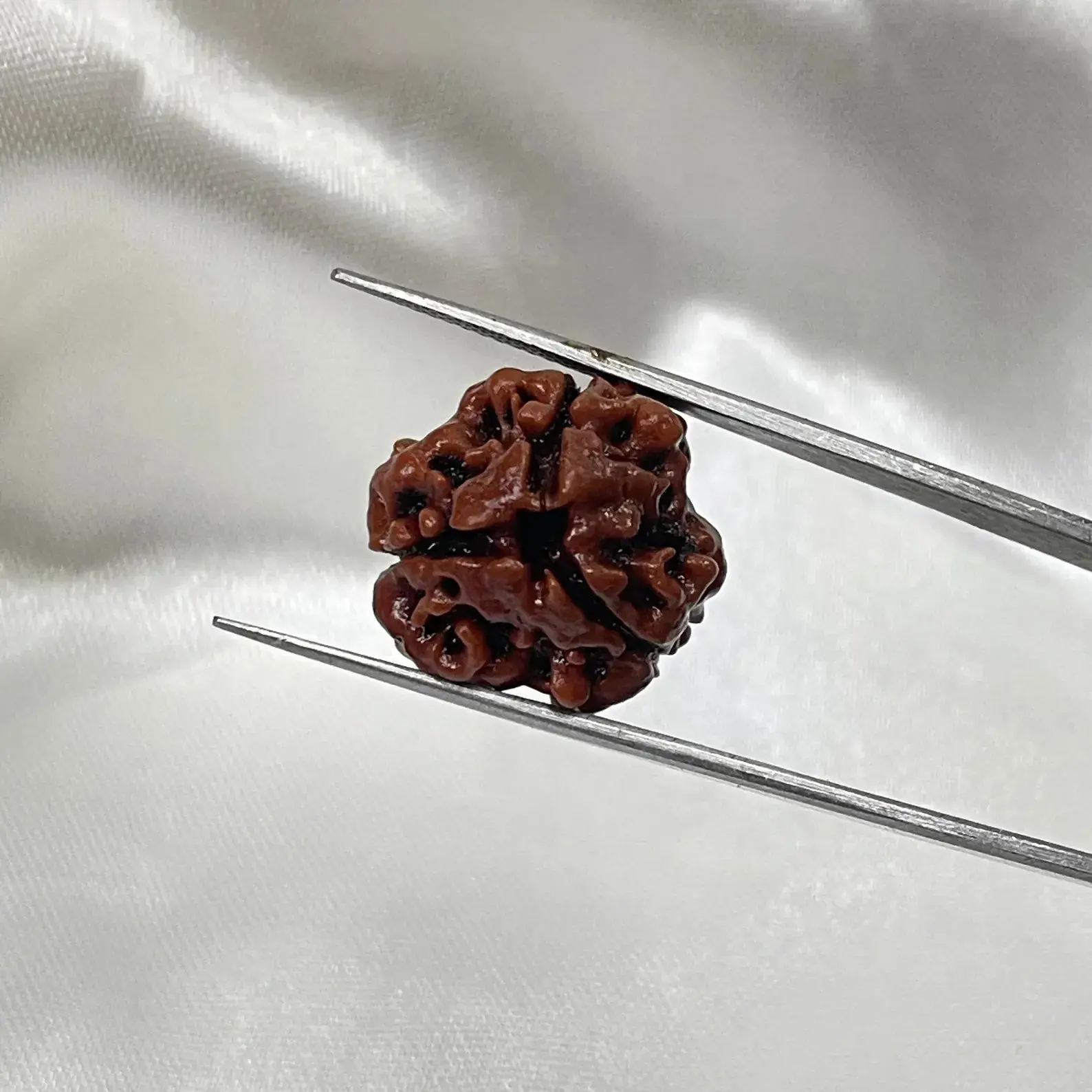 3 Mukhi Rudraksha (рддреАрди рдореБрдЦреА рд░реБрджреНрд░рд╛рдХреНрд╖) - Image 4