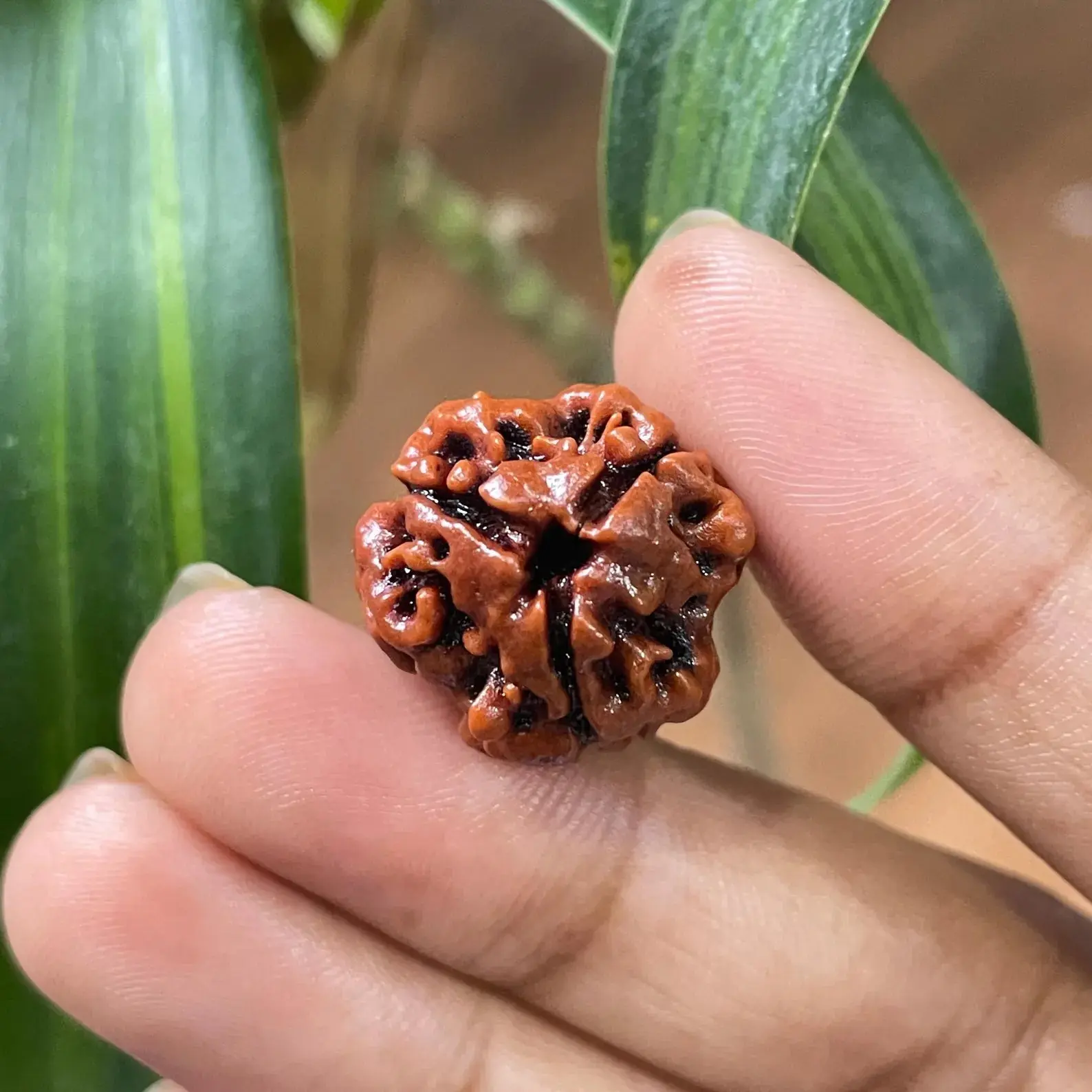 3 Mukhi Rudraksha (рддреАрди рдореБрдЦреА рд░реБрджреНрд░рд╛рдХреНрд╖) - Image 5