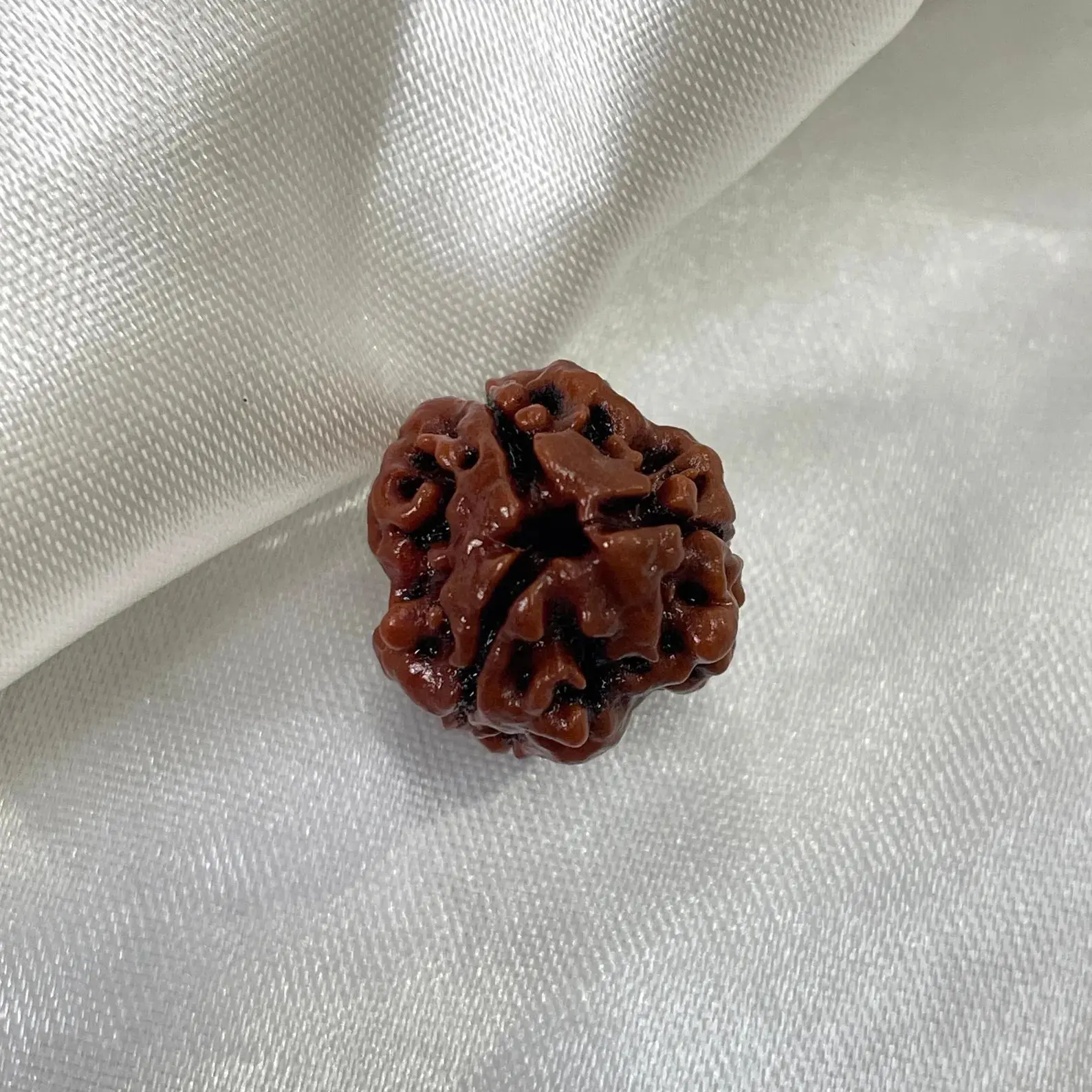 3 Mukhi Rudraksha (рддреАрди рдореБрдЦреА рд░реБрджреНрд░рд╛рдХреНрд╖) - Image 6