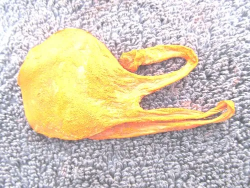 Billi ki Jer – Billi ki Naal – Energized and powerful With Lab Certificate - Image 6