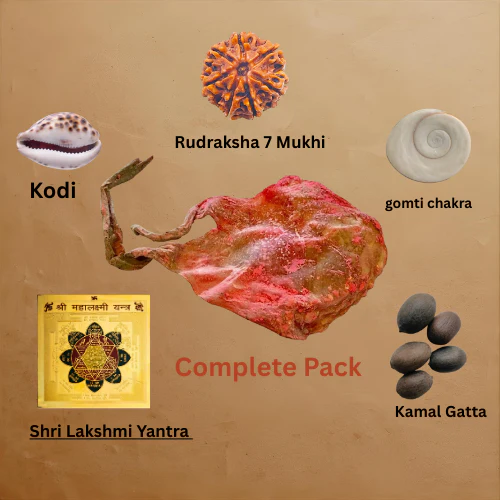 Billi ki Jer – Billi ki Naal – Energized and powerful With Lab Certificate - Image 8