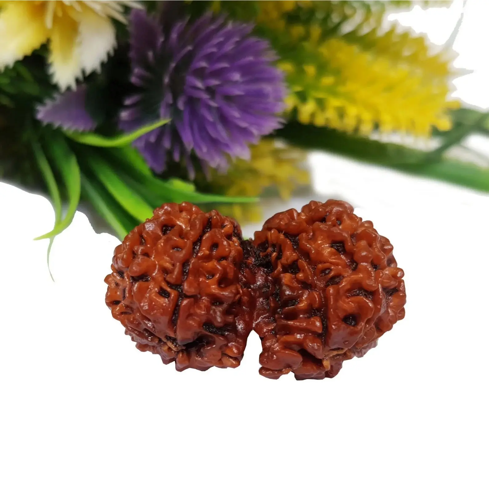 GAURI SHANKAR RUDRAKSHA (рдЧреМрд░реАрд╢рдВрдХрд░ рд░реБрджреНрд░рд╛рдХреНрд╖) - Image 4