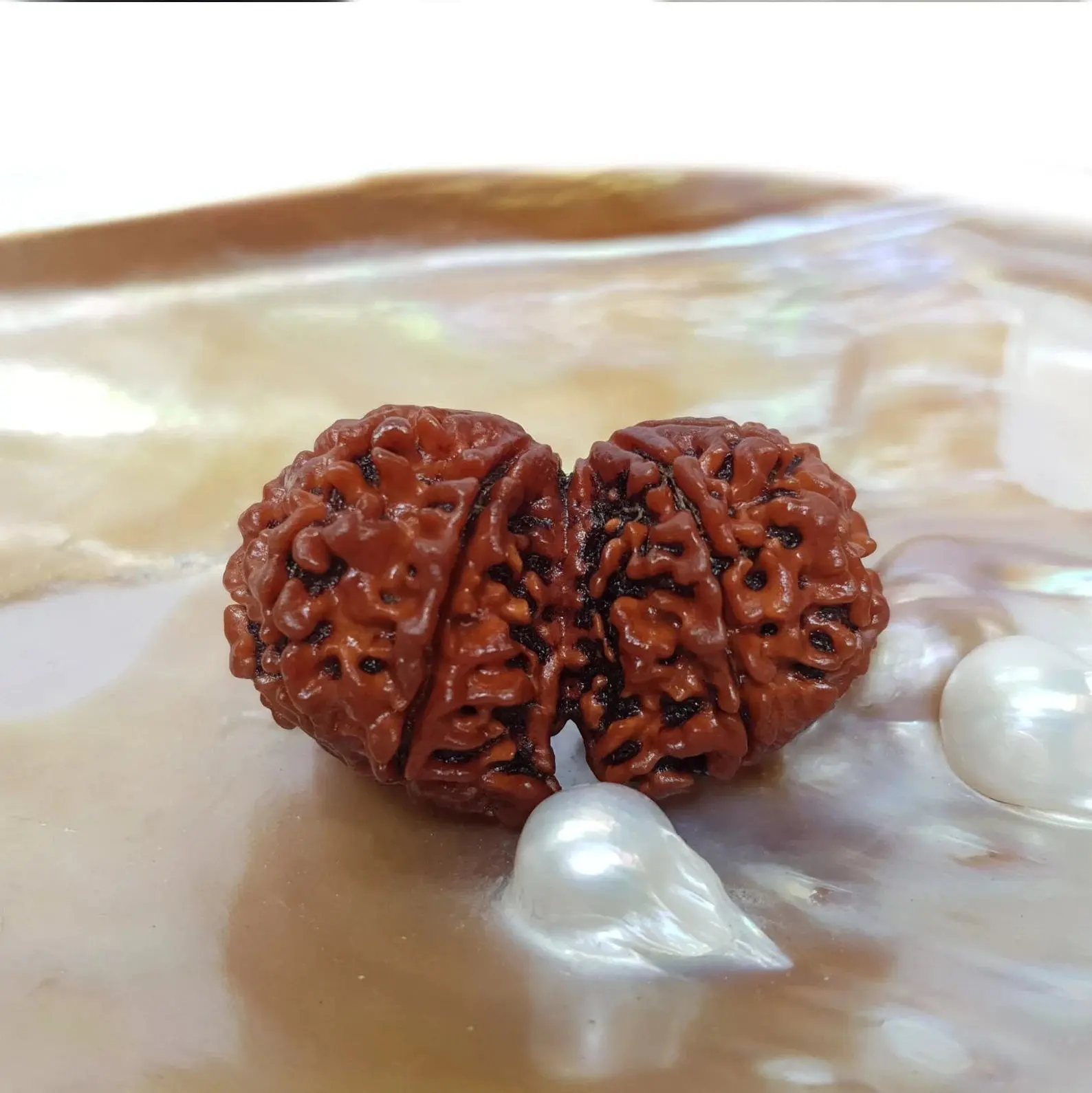 GAURI SHANKAR RUDRAKSHA (рдЧреМрд░реАрд╢рдВрдХрд░ рд░реБрджреНрд░рд╛рдХреНрд╖) - Image 5