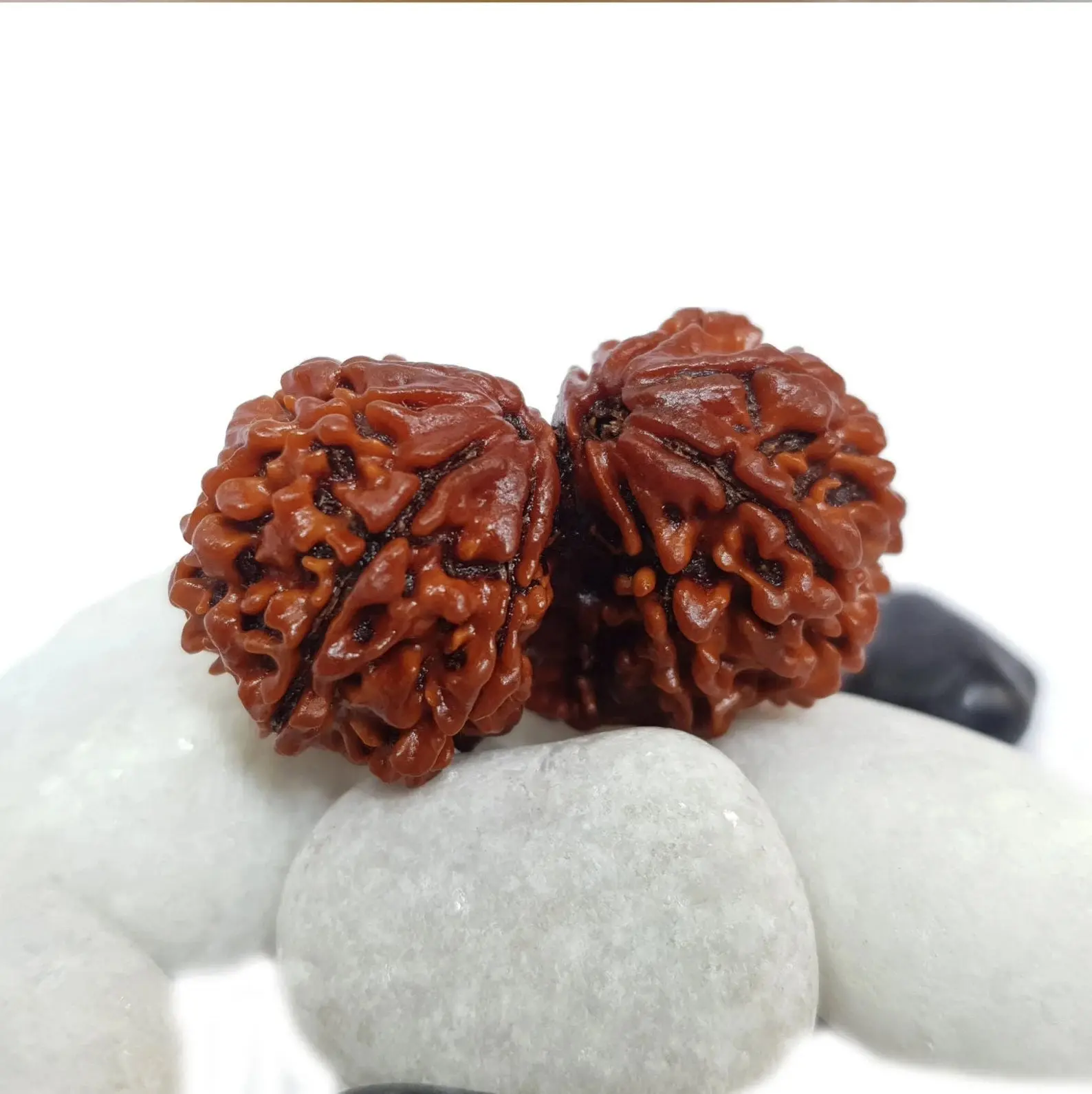 GAURI SHANKAR RUDRAKSHA (рдЧреМрд░реАрд╢рдВрдХрд░ рд░реБрджреНрд░рд╛рдХреНрд╖) - Image 6