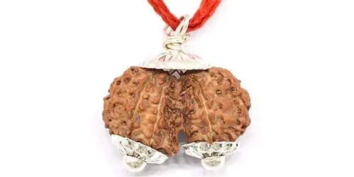 GAURI SHANKAR RUDRAKSHA (рдЧреМрд░реАрд╢рдВрдХрд░ рд░реБрджреНрд░рд╛рдХреНрд╖) - Image 7