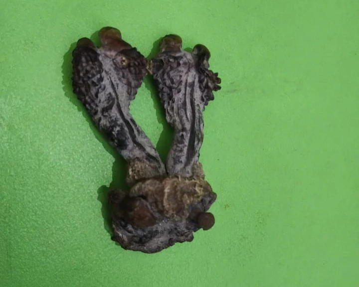 Hatha Jodi - Sacred Root for Protection, Prosperity & Spiritual Energy - Image 3