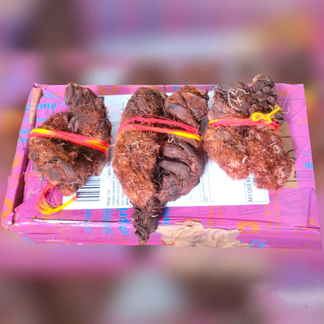 Hatha Jodi - Sacred Root for Protection, Prosperity & Spiritual Energy - Image 4