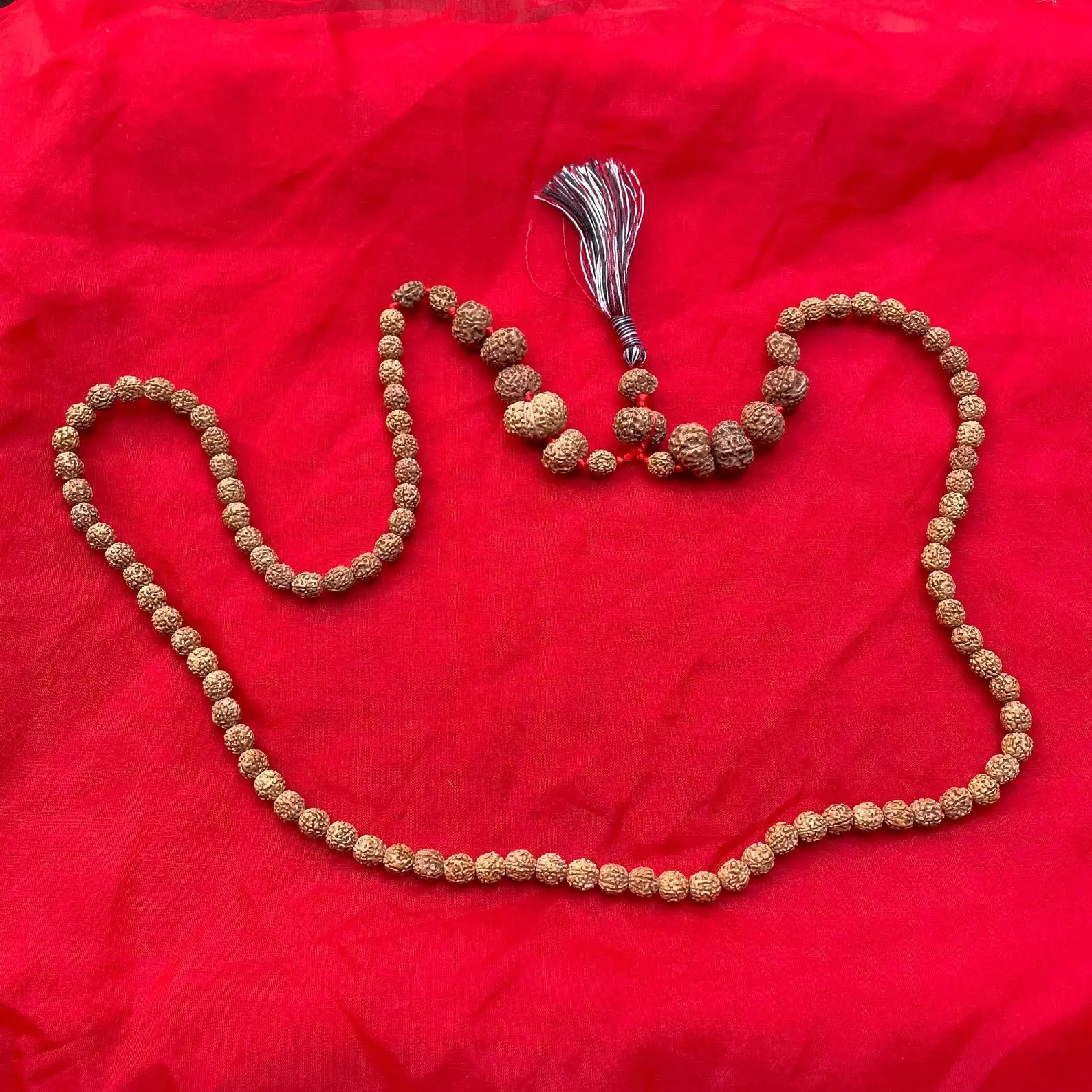 Indonesian Siddha Mala 1-14 Mukhi, - Image 6