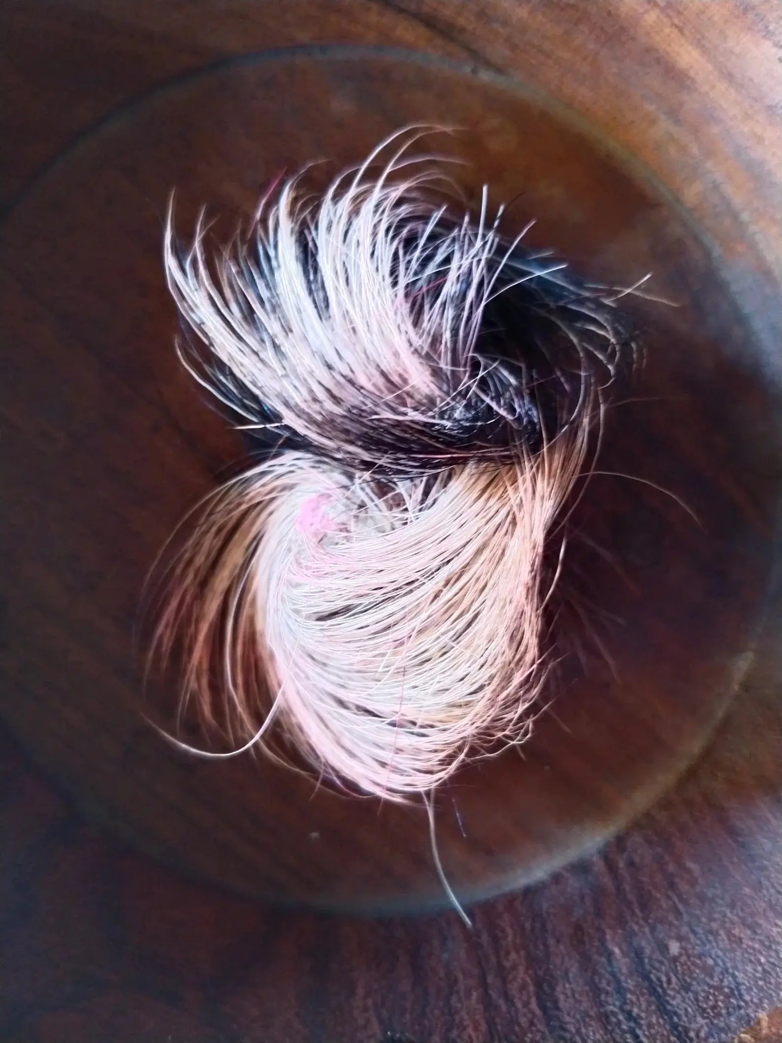 Siyar singhi- Giddar Singhi original & Energized- For Vashi Karan & Lakshmi Prapti - Image 3